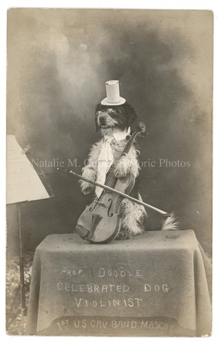 1910s dog violinist 1st - 1910s,
